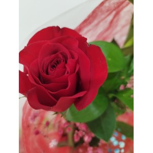Rosas Amor